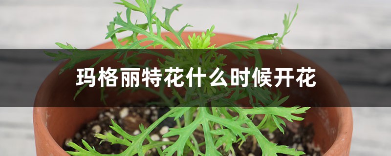 玛格丽特花什么时候开花 玛格丽特花什么时候开花