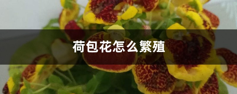荷包花怎么繁殖 荷包花怎么繁殖
