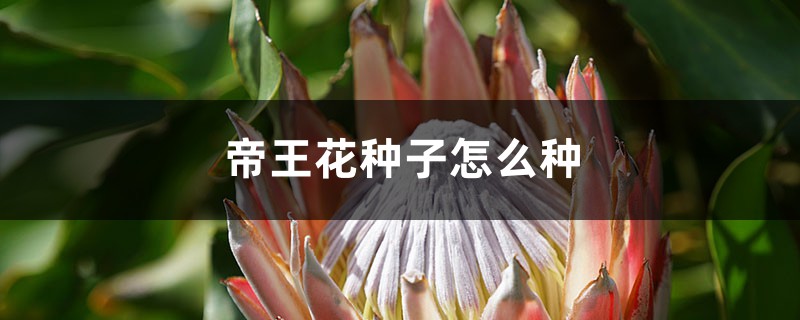 帝王花种子怎么种 帝王花种子怎么种