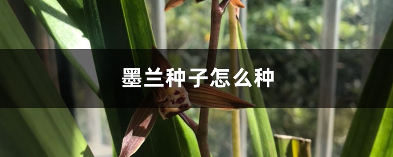 墨兰种子怎么种 墨兰种子怎么种