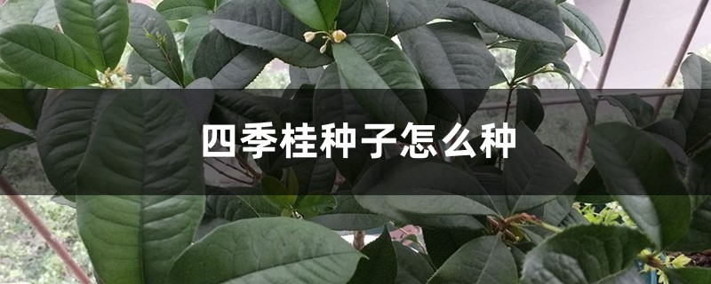 四季桂种子怎么种 四季桂种子怎么种
