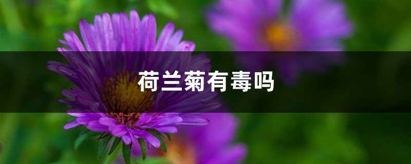 荷兰菊有毒吗 荷兰菊有毒吗