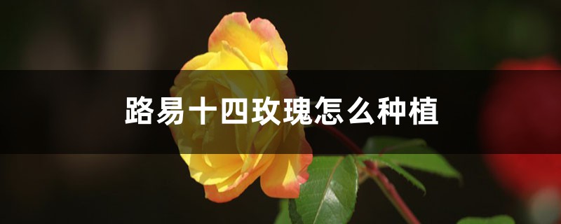路易十四玫瑰怎么种植 路易十四玫瑰怎么种植