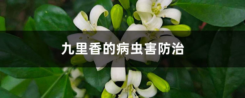 九里香的病虫害防治 九里香的病虫害防治
