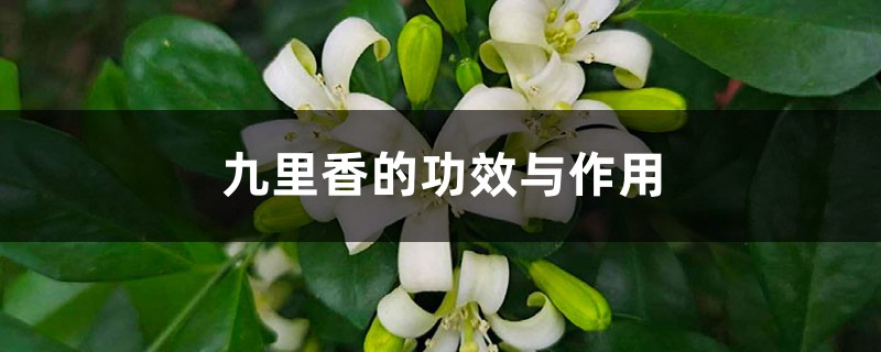 九里香的功效与作用 九里香的功效与作用