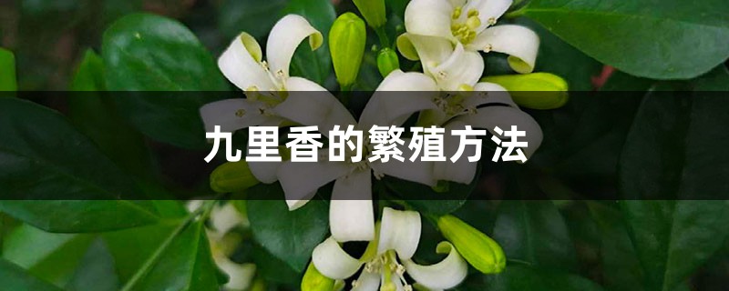 九里香的繁殖方法 九里香的繁殖方法