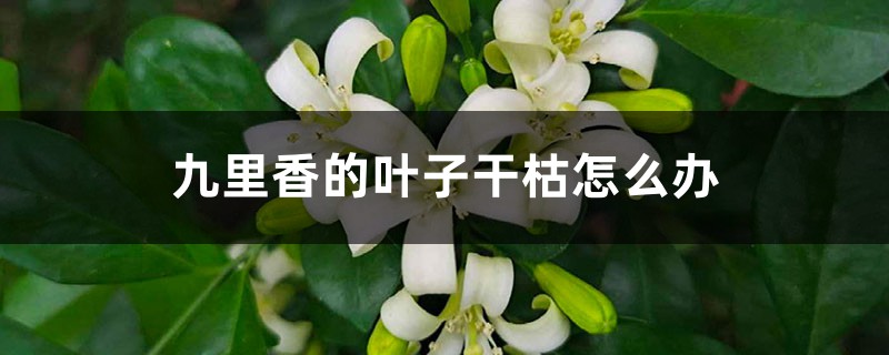 九里香的叶子干枯怎么办 九里香的叶子干枯怎么办