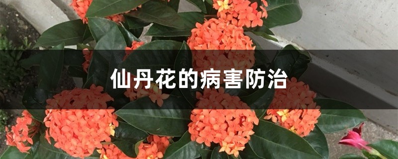 仙丹花的病害防治 仙丹花的病害防治