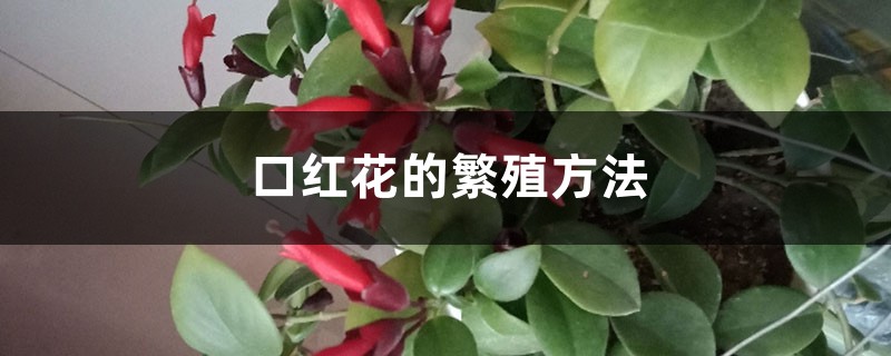 口红花的繁殖方法 口红花的繁殖方法