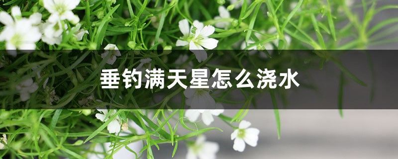 垂钓满天星怎么浇水 垂钓满天星怎么浇水