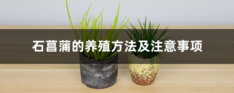 石菖蒲的养殖方法及注意事项 石菖蒲的养殖方法及注意事项