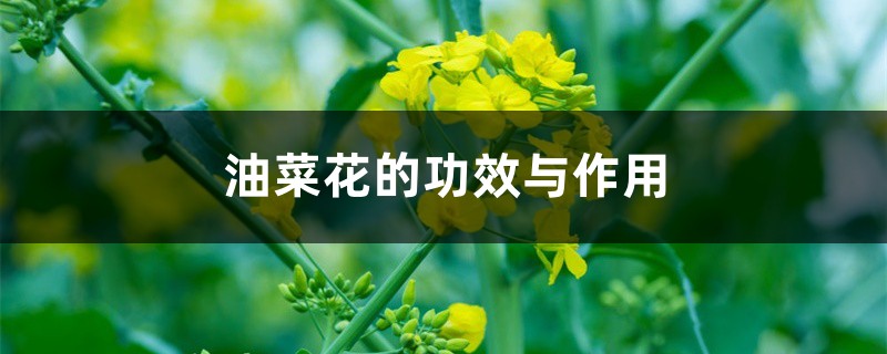 油菜花的功效与作用 油菜花的功效与作用