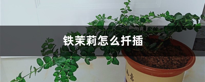 铁茉莉怎么扦插 铁茉莉怎么扦插