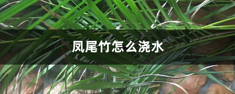 凤尾竹怎么浇水 凤尾竹怎么浇水