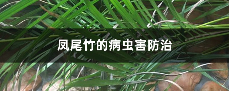 凤尾竹的病虫害防治 凤尾竹的病虫害防治