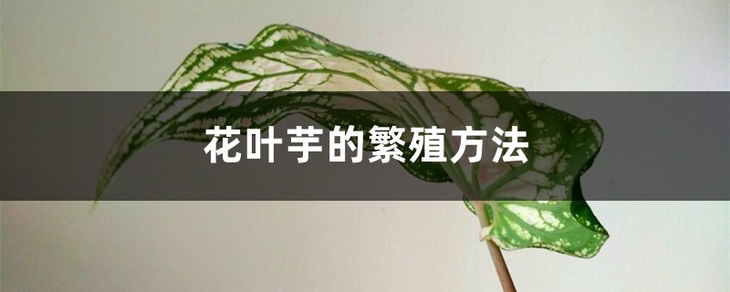 花叶芋的繁殖方法 花叶芋的繁殖方法