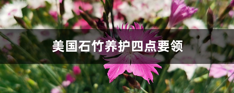 美国石竹养护四点要领 美国石竹养护四点要领