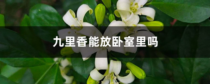 九里香能放卧室里吗 九里香能放卧室里吗