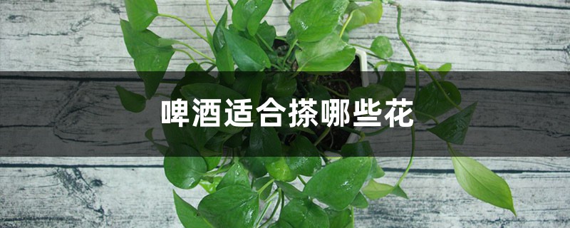 啤酒浇花加片药,绿萝3天蹿上墙,长寿能开4、5次! 啤酒浇花加片药,绿萝3天蹿上墙,长寿能开4、5次!