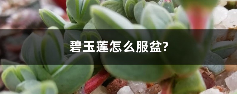 碧玉莲怎么服盆? 碧玉莲怎么服盆?
