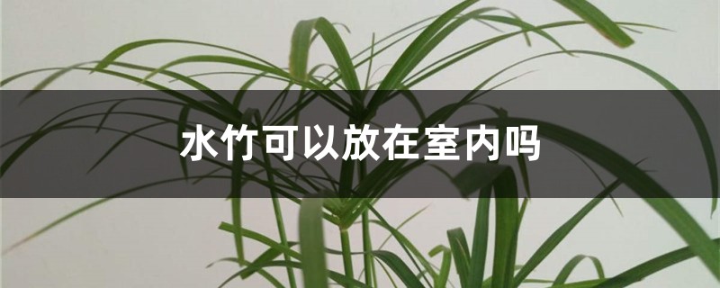 水竹可以放在室内吗 水竹可以放在室内吗
