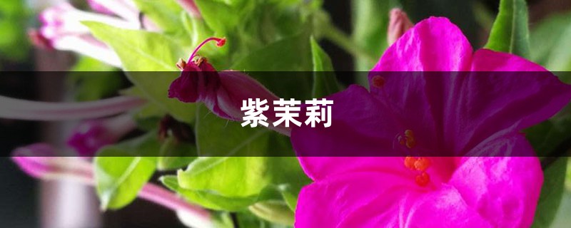 叶子黄了不要怕,继续看下去,教你几招拯救紫茉莉! 叶子黄了不要怕,继续看下去,教你几招拯救紫茉莉!