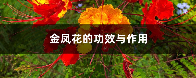 金凤花的功效与作用 金凤花的功效与作用