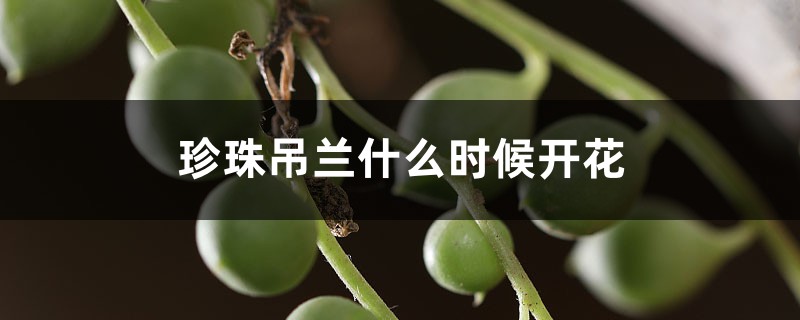珍珠吊兰什么时候开花 珍珠吊兰什么时候开花