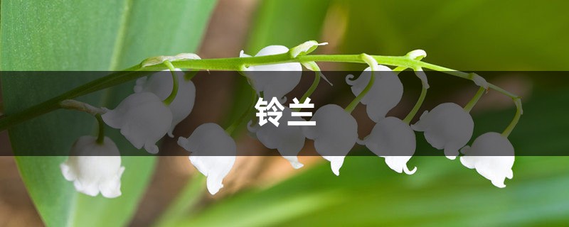 想养铃兰不会种?四步种出来,简单又好看! 想养铃兰不会种?四步种出来,简单又好看!