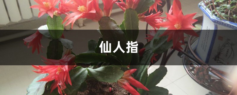 好看又好养的仙人指,简单几步,繁殖一大片! 好看又好养的仙人指,简单几步,繁殖一大片!