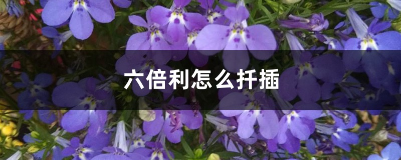 六倍利怎么扦插 六倍利怎么扦插