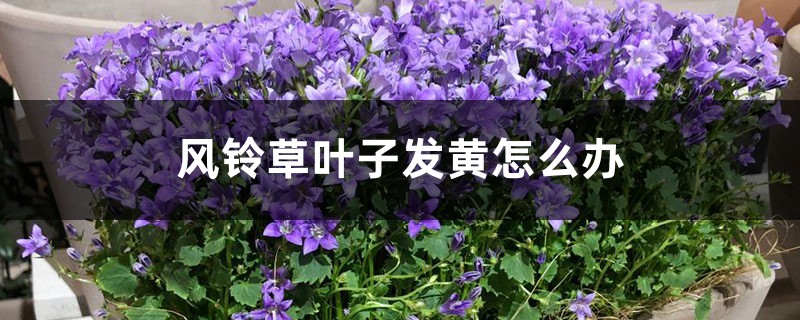 风铃草叶子发黄怎么办 风铃草叶子发黄怎么办