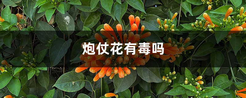 炮仗花有毒吗 炮仗花有毒吗