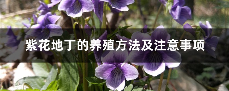 紫花地丁的养殖方法及注意事项 紫花地丁的养殖方法及注意事项