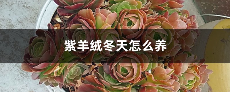 紫羊绒冬天怎么养 紫羊绒冬天怎么养