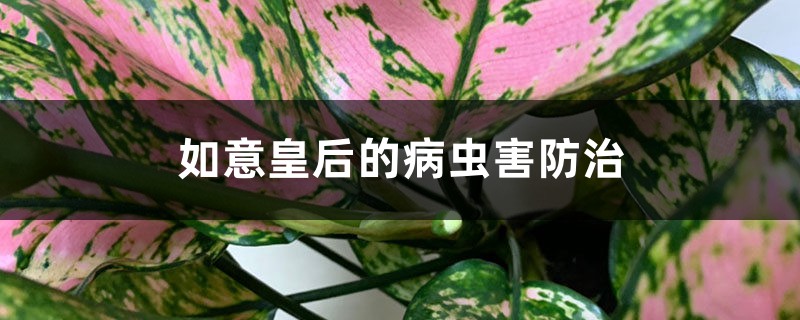 如意皇后的病虫害防治 如意皇后的病虫害防治