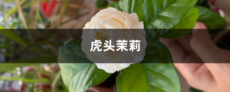 他用这种方法,繁殖了很多虎头茉莉,简直美爆了! 他用这种方法,繁殖了很多虎头茉莉,简直美爆了!