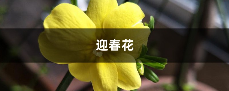 简单三步,轻松辨别迎春花和黄素馨,可别闹笑话啦! 简单三步,轻松辨别迎春花和黄素馨,可别闹笑话啦!
