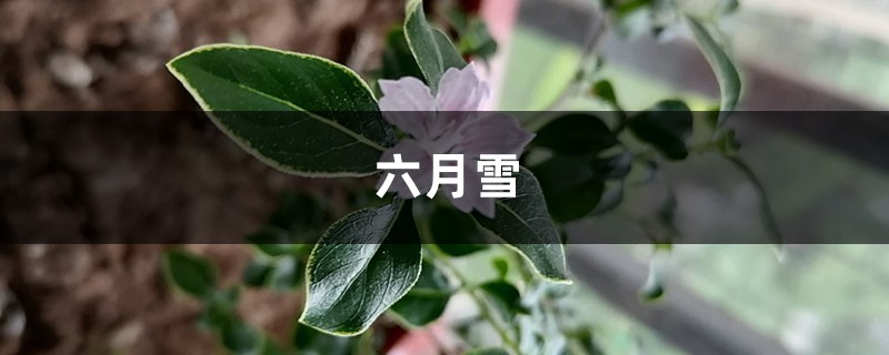 别人家的金边六月雪都美爆了,你还不会养?赶紧来取经! 别人家的金边六月雪都美爆了,你还不会养?赶紧来取经!