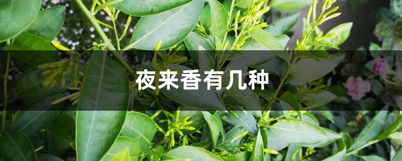 分不清楚夜来香的品种?掌握这几点,轻松区分! 分不清楚夜来香的品种?掌握这几点,轻松区分!