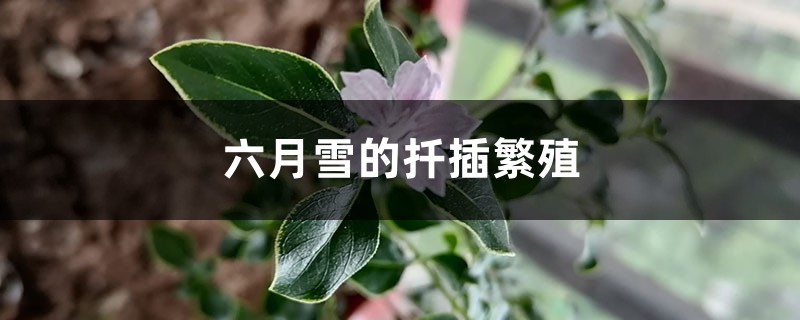 六月雪的扦插繁殖 六月雪的扦插繁殖