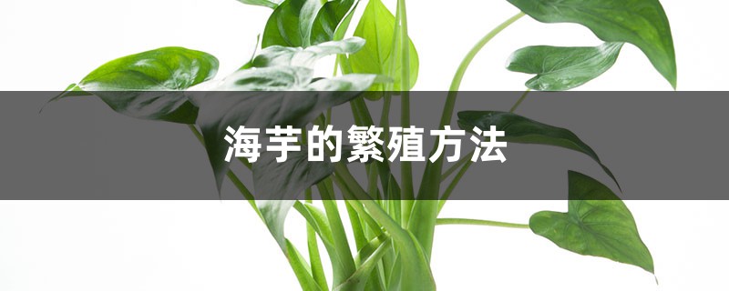海芋的繁殖方法 海芋的繁殖方法