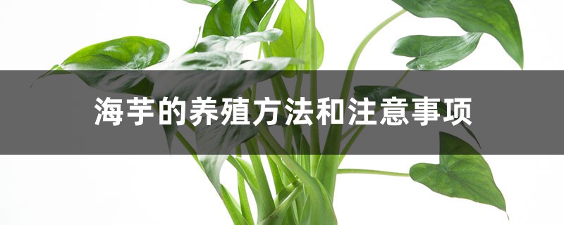 海芋的养殖方法和注意事项 海芋的养殖方法和注意事项