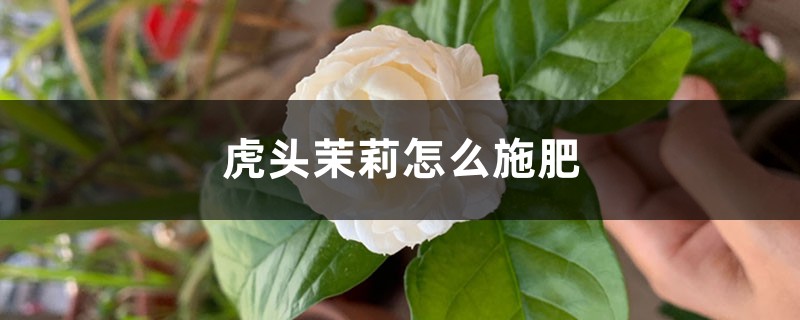 虎头茉莉怎么施肥 虎头茉莉怎么施肥