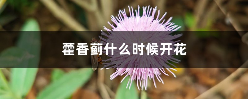 藿香蓟什么时候开花 藿香蓟什么时候开花