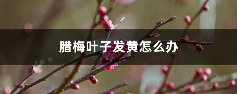腊梅叶子发黄怎么办 腊梅叶子发黄怎么办