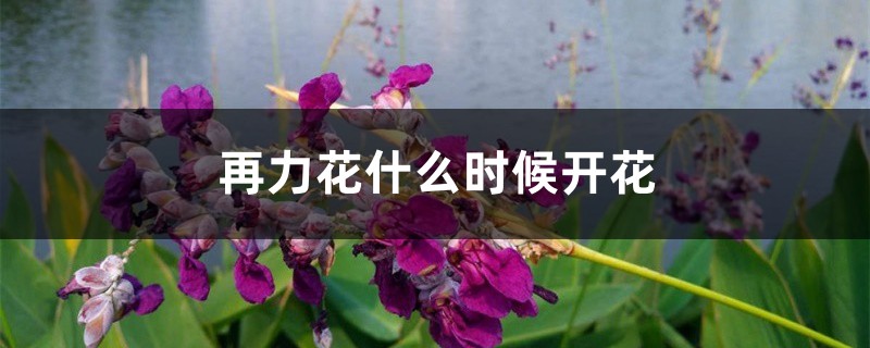再力花什么时候开花 再力花什么时候开花