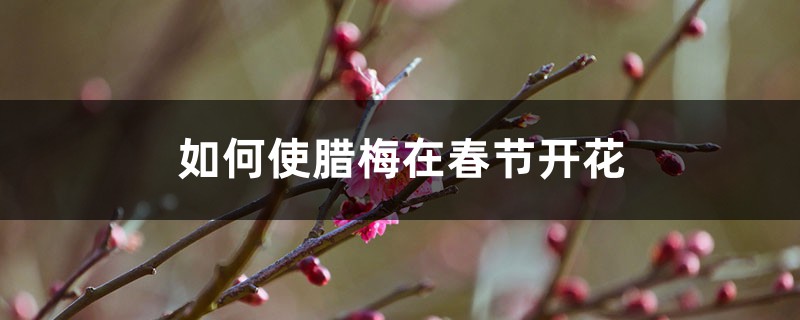 如何使腊梅在春节开花 如何使腊梅在春节开花