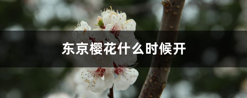 东京樱花什么时候开 东京樱花什么时候开