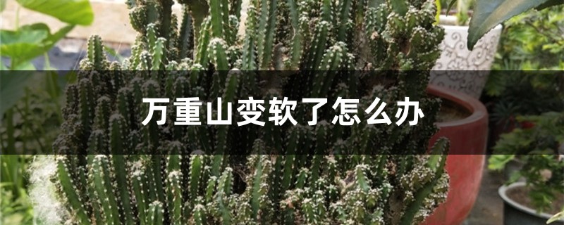 万重山变软了怎么办 万重山变软了怎么办